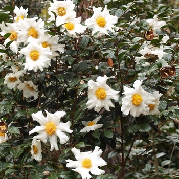 Camellia granthamiana