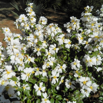 Camellia grijsii