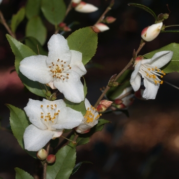 Camellia handelii