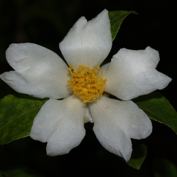 Camellia hunanica 'Longwood' 