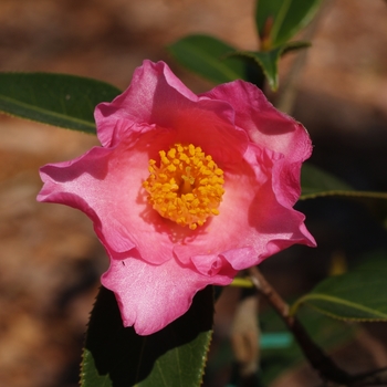 Camellia lapidea