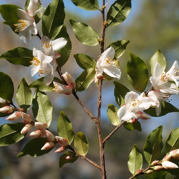 Camellia lutchuensis