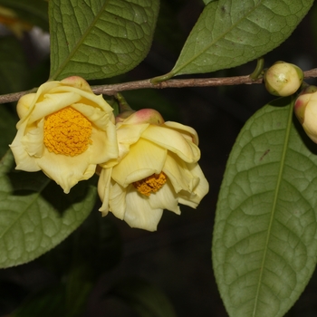 Camellia nitidissima