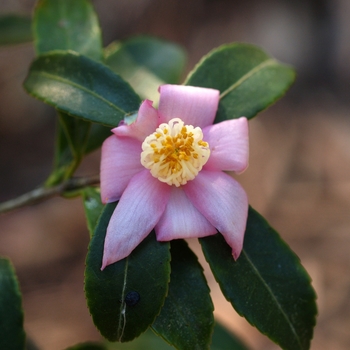 Camellia puniceiflora