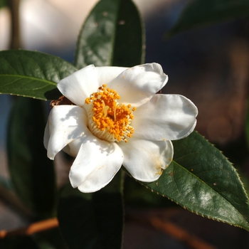 Camellia rhytidocarpa