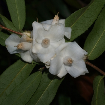 Camellia salicifolia