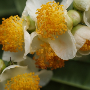 Camellia sinensis