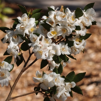 Camellia transnokoensis