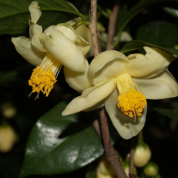 Camellia tunghinensis