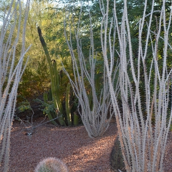 Fouquieria splendens 