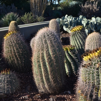 Ferocactus wislizeni