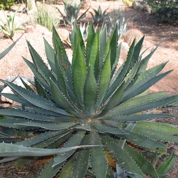 Agave lophantha