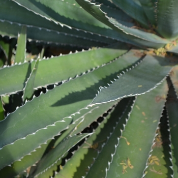 Agave lophantha 