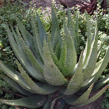 Aloe aculeata 