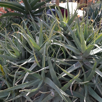 Aloe bosseri