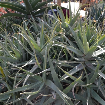 Aloe bosseri 