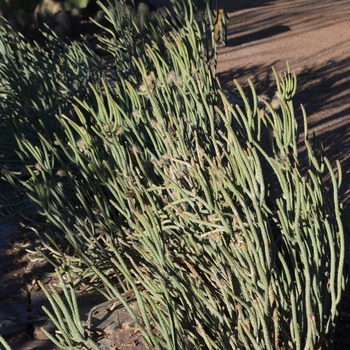 Cylindropuntia ramosissima