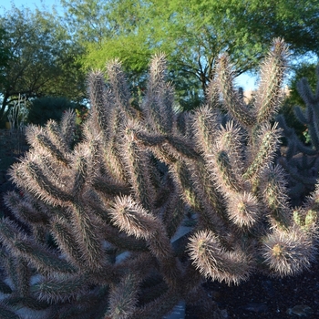 Cylindropuntia x campii