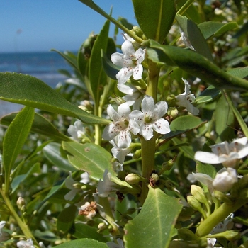 Myoporum laetum