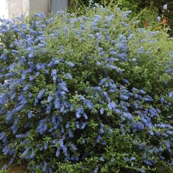 Ceanothus 'Italian Skies' 