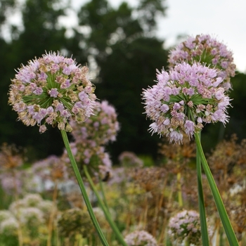 Allium nutans 'Pink Balls' 