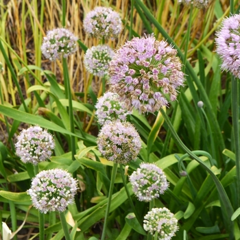 Allium nutans 'Pink Balls'