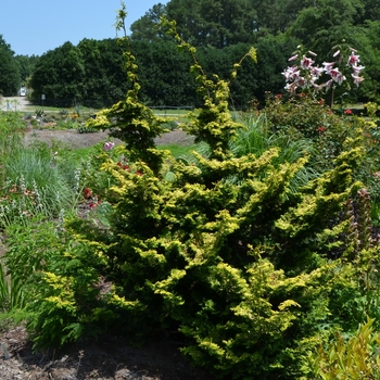 Chamaecyparis obtusa 'Golden Pillar' 