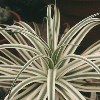 Agave bracteosa 'Monterrey Frost' 