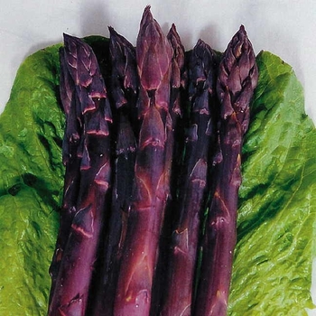 Asparagus officinalis 'Sweet Purple' 