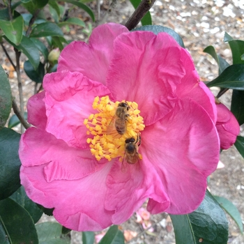 Camellia 'Pink Butterfly' 