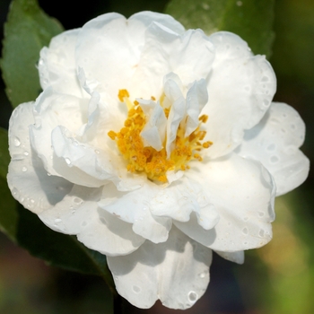 Camellia 'Polar Ice' 