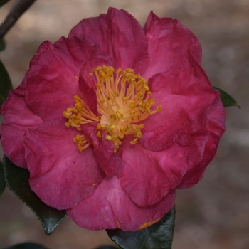 Camellia 'Ponderosa' 