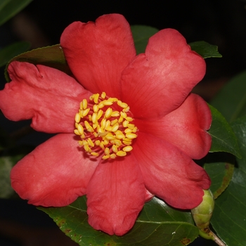 Camellia 'Ryuko' 