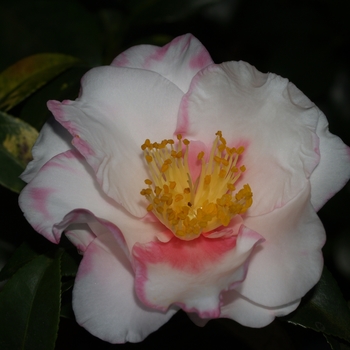 Camellia 'Shibori-Egao' 