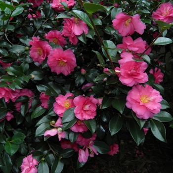 Camellia 'Shishi-Gashira' 