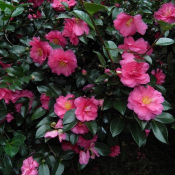 Camellia 'Shishi-Gashira'