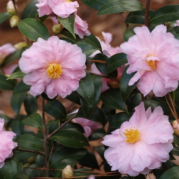Camellia 'Winter's Beauty' 