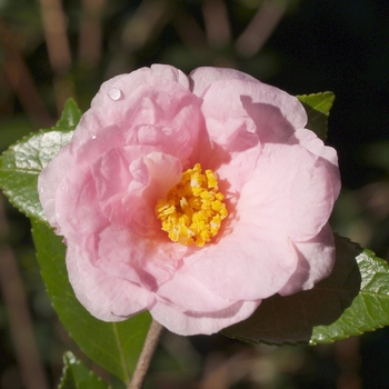 Camellia 'Winter's Dream' 