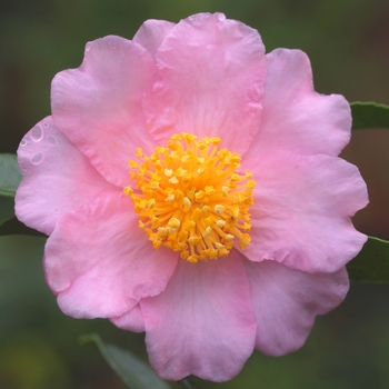 Camellia 'Winter's Fancy' 