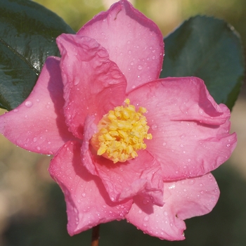 Camellia 'Winter's Fire' 