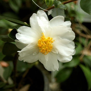 Camellia 'Winter's Hope' 