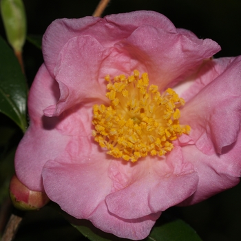 Camellia 'Winter's Joy' 