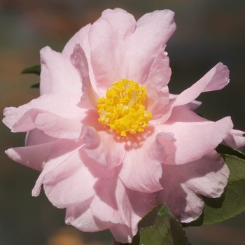 Camellia 'Winter's Peony' 