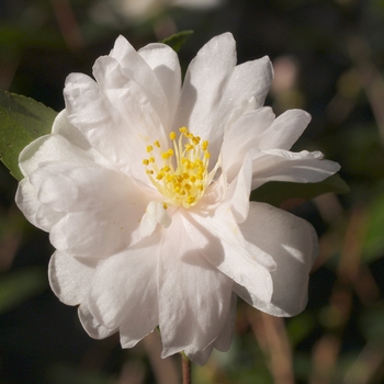 Camellia 'Winter's Rose' 