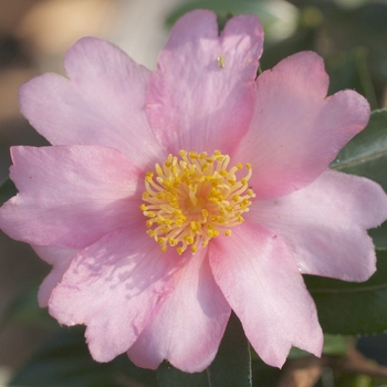 Camellia 'Winter's Red Rider' 