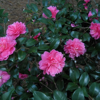 Camellia 'Autumn Spirit'