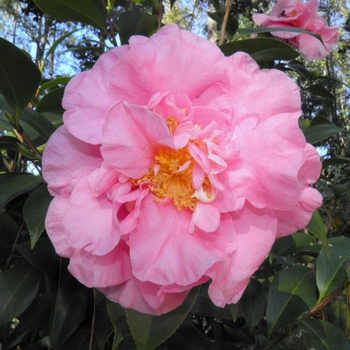 Camellia 'Delores Edwards'