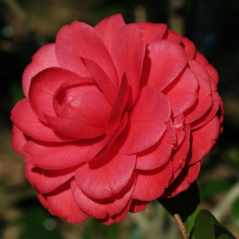 Camellia 'Black Lace' 