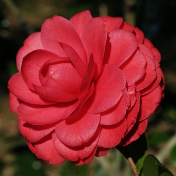 Camellia 'Black Lace'