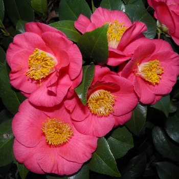 Camellia 'Bright Eyes' 